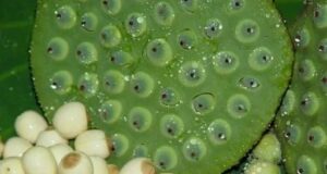 धमतरी को मखाना हब बनाने की दिशा में पहल