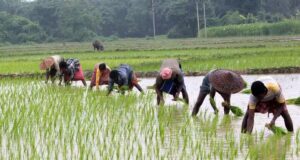 छत्तीसगढ़ में लक्ष्य का 98 प्रतिशत बोनी पूर्ण