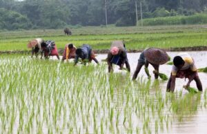 प्रदेश में लक्ष्य का 97 प्रतिशत बोनी पूर्ण