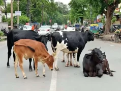 सड़क मरम्मत से लेकर संस्थागत एग्रीस्टेक पंजीयन और आवारा पशुओं के रोकथाम पर जोर