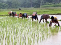 छत्तीसगढ़ में लक्ष्य का 98 प्रतिशत बोनी पूर्ण